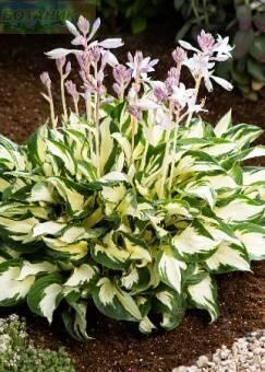 Купить оптом в Ботанике Хоста Поль Ревер 1 шт