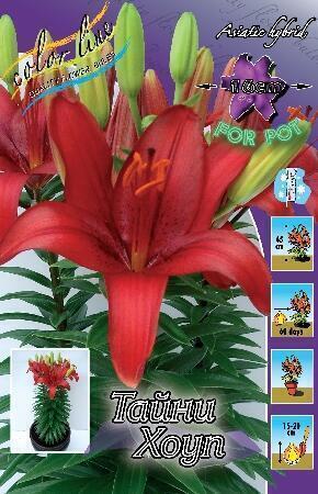 Купить оптом в Ботанике Лилия Тайни Хоуп 7 шт