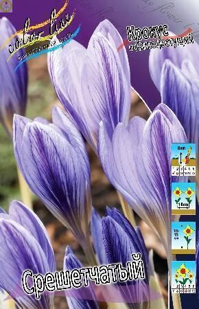 Купить оптом в Ботанике Крокус Срешетчатый 8 шт