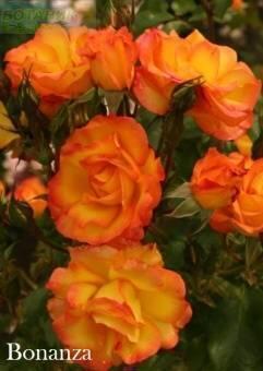 Купить оптом в Ботанике Роза Бонанза 1 шт шраб