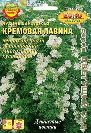 Купить оптом в Ботанике семена Бузина Кремовая лавина канадская Аэл бренд Аэлита