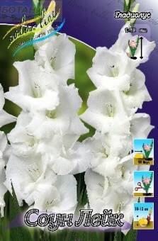 Купить оптом в Ботанике Гладиолус Соун Лейк 10 шт