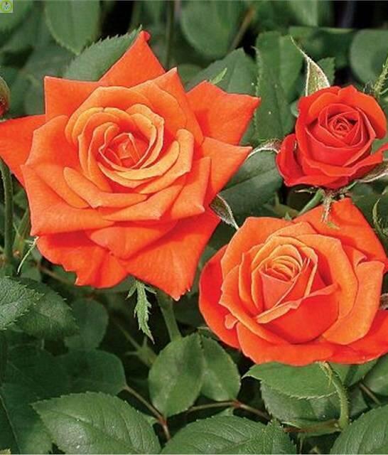 Купить оптом в Ботанике Роза Джинжер 1 шт миниатюрные