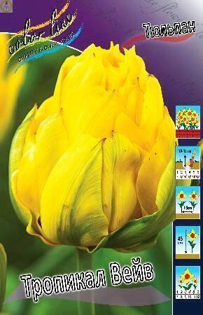 Купить оптом в Ботанике Тюльпан Тропикал Вейв 7шт