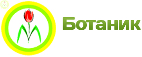 Купить оптом в Ботанике семена Гомфрена Яркий микс УД бренд Уральский дачник