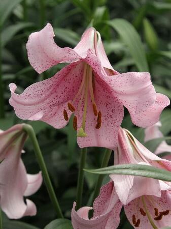 Купить оптом в Ботанике Лилия Лайф Стайл 7 шт