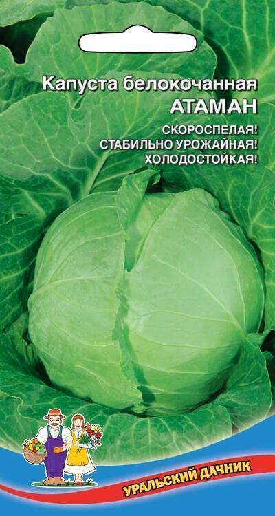 Купить оптом в Ботанике семена Капуста белокочанная Атаман F1 УД бренд Уральский дачник