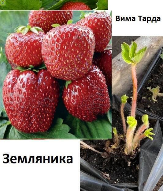 Купить оптом в Ботанике Земляника Вима Тарда туба