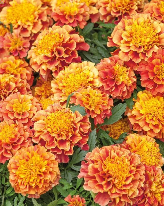 Купить оптом в Ботанике семена Бархатцы Клубничный блонд ЗС бренд Золотая сотка