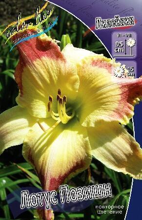 Купить оптом в Ботанике Лилейник Лотус Позишн 1 шт