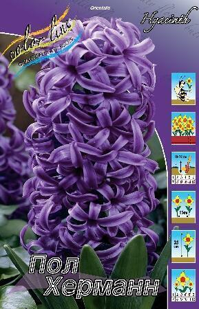 Купить оптом в Ботанике Гиацинт Пол Херманн 5 шт