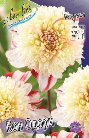 Купить оптом в Ботанике Георгина Бон Одори 1 шт анемоновидные
