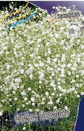 Купить оптом в Ботанике Гипсофила Фэйри Перфект 1 шт