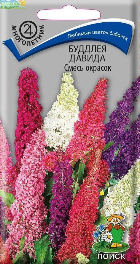 Купить оптом в Ботанике семена Буддлея Давида смесь окрасок Поиск бренд Поиск