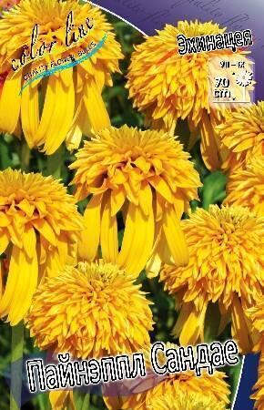 Купить оптом в Ботанике Эхинацея Пайнэппл Сандае 25 шт