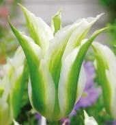 Тюльпан Грин Стар 