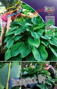 Купить оптом в Ботанике Хоста Эмпресс Ву 1 шт