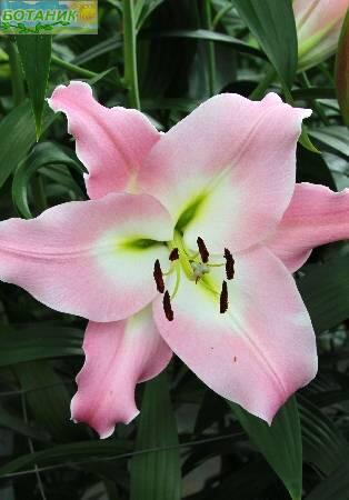 Купить оптом в Ботанике Лилия Прескотт 18/20 25шт