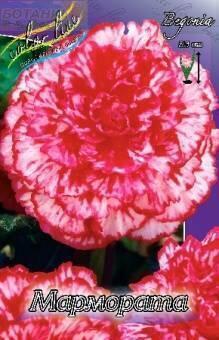 Купить оптом в Ботанике Бегония Мармората 5 шт