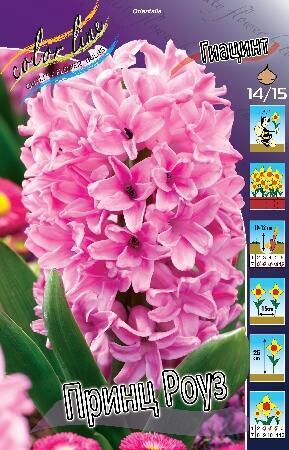 Купить оптом в Ботанике Гиацинт Принц Роуз 5 шт