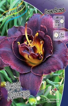 Купить оптом в Ботанике Лилейник Вудуу Дансер 1 шт