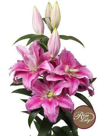Купить оптом в Ботанике Лилия Челси Roselily 5 шт