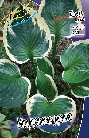 Купить оптом в Ботанике Хоста Индепенденс 1 шт