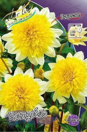 Купить оптом в Ботанике Георгина Пасо Добль 1 шт анемоновидные