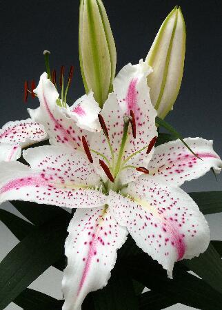 Купить оптом в Ботанике Лилия Маделейн 7 шт