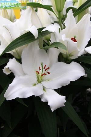 Купить оптом в Ботанике Лилия Клиэруотер 14/16 25шт