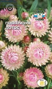 Купить оптом в Ботанике семена Гелихризум Лотос серебристо-розовый Сед бренд СеДеК
