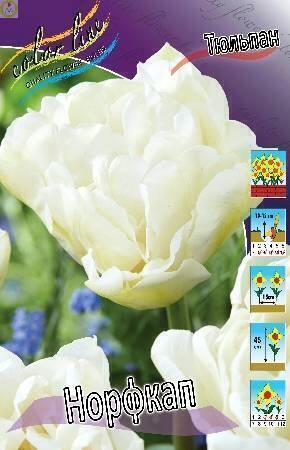 Купить оптом в Ботанике Тюльпан Норфкап 7 шт