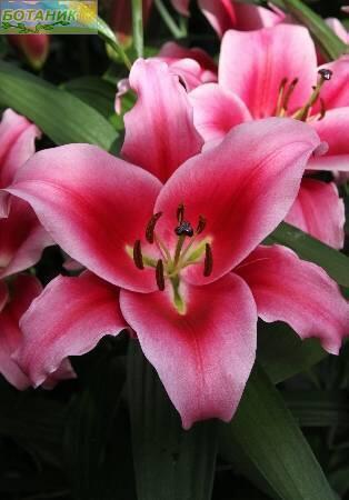 Купить оптом в Ботанике Лилия Далиан 14/16 25шт