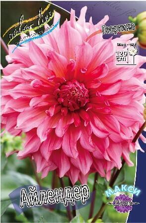 Купить оптом в Ботанике Георгина Айлендер 1 шт декоративные макси