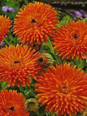 Купить оптом в Ботанике семена Календула Радио Акв бренд Акварель