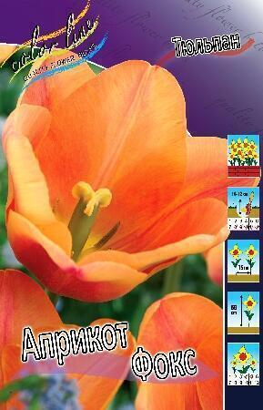 Купить оптом в Ботанике Тюльпан Априкот Фокс 10 шт