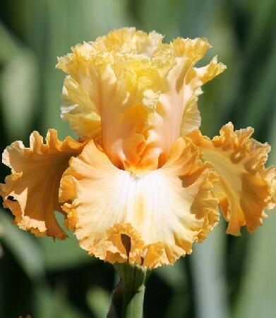 Купить оптом в Ботанике Ирис Фэшн Дизайнер 1шт