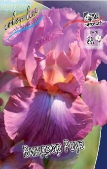 Купить оптом в Ботанике Ирис Виндзор Роуз 2 шт