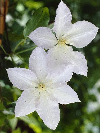 Купить оптом в Ботанике Клематис Глейдиз Пикард 2 шт