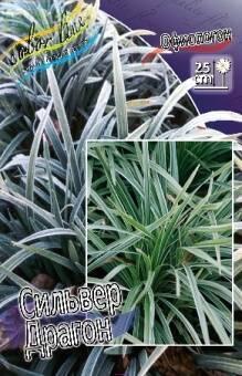 Купить оптом в Ботанике Офиопогон Сильвер Драгон 1 шт