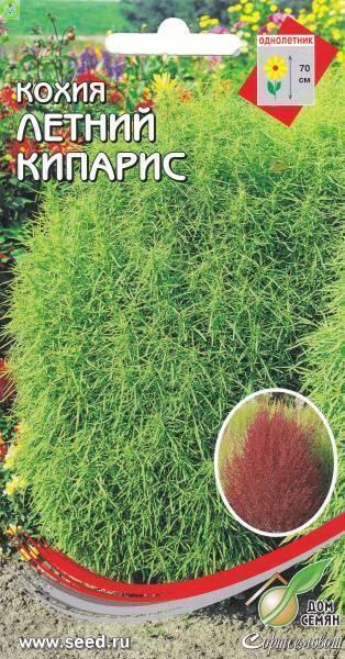 Купить оптом в Ботанике семена Кохия Летний Кипарис ССО бренд Сортсемовощ
