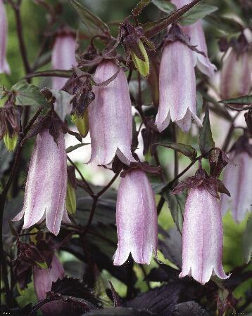 Купить оптом в Ботанике Колокольчик Сильвер Беллс 2 шт