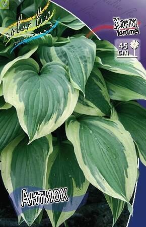Купить оптом в Ботанике Хоста Антиох 25шт