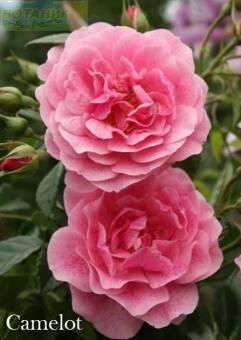 Купить оптом в Ботанике Роза Камелот 1 шт плетистая
