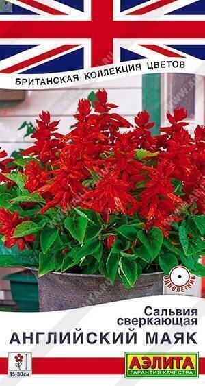 Купить оптом в Ботанике семена Сальвия Английский маяк сверкающая Аэл бренд Аэлита