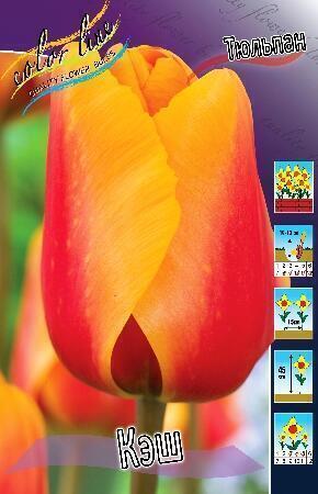 Купить оптом в Ботанике Тюльпан Кэш 10 шт