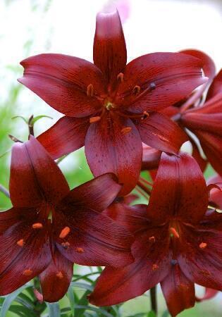 Купить оптом в Ботанике Лилия Найт Флайер 5 шт