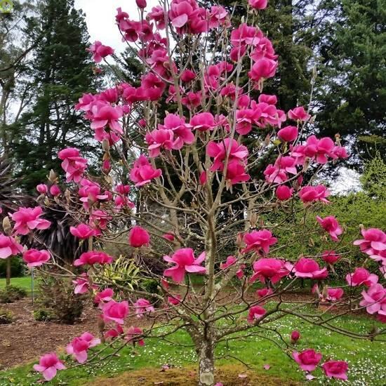 Купить оптом в Ботанике Магнолия Феликс, С3