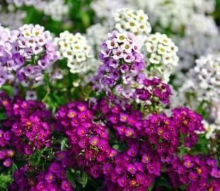 Лобелия, лобулярия