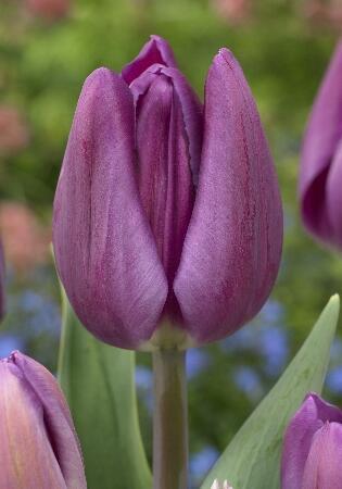 Купить оптом в Ботанике Тюльпан Альма Павловиц 10 шт